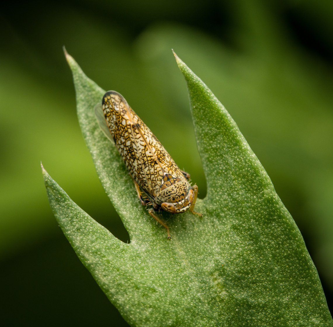 Mosaic leafhopper, Heesch, Netherlands Found in our garden. Heesch,Mosaic leafhopper,Netherlands,Orientus ishidae
