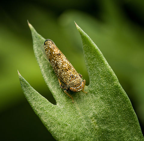 Mosaic leafhopper, Heesch, Netherlands Found in our garden. Heesch,Mosaic leafhopper,Netherlands,Orientus ishidae