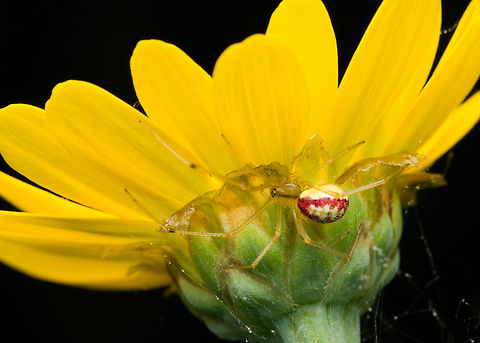 Enoplognatha ovata, Heesch, Netherlands Just 6mm in size but it is known to take on prey many times its size. Common Candy-striped Spider,Enoplognatha ovata,Heesch,Netherlands