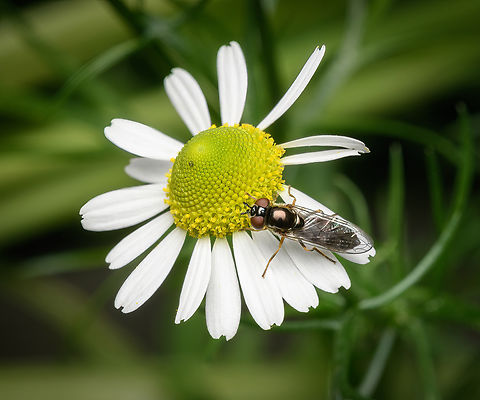 Platycheirus albimanus, Heesch, Netherlands  Heesch,Netherlands,Platycheirus albimanus