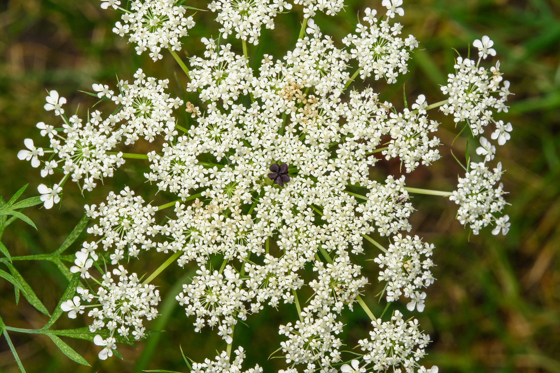 Daucus carota, Heesch, Netherlands The single dark flower in the center is called the &quot;ruby&quot;. Daucus carota,Heesch,Netherlands,Wild carrot