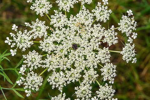 Daucus carota, Heesch, Netherlands The single dark flower in the center is called the "ruby". Daucus carota,Heesch,Netherlands,Wild carrot