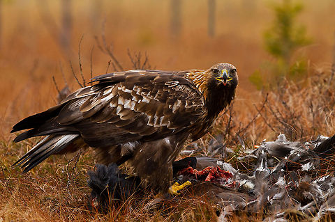 Let me feast in peace An invasive capture by @Henrik Just of a Golden Eagle feeding. Accipitriformes,Aquila chrysaetos,Birds,Eagle,Feeding,Golden Eagle,Sweden