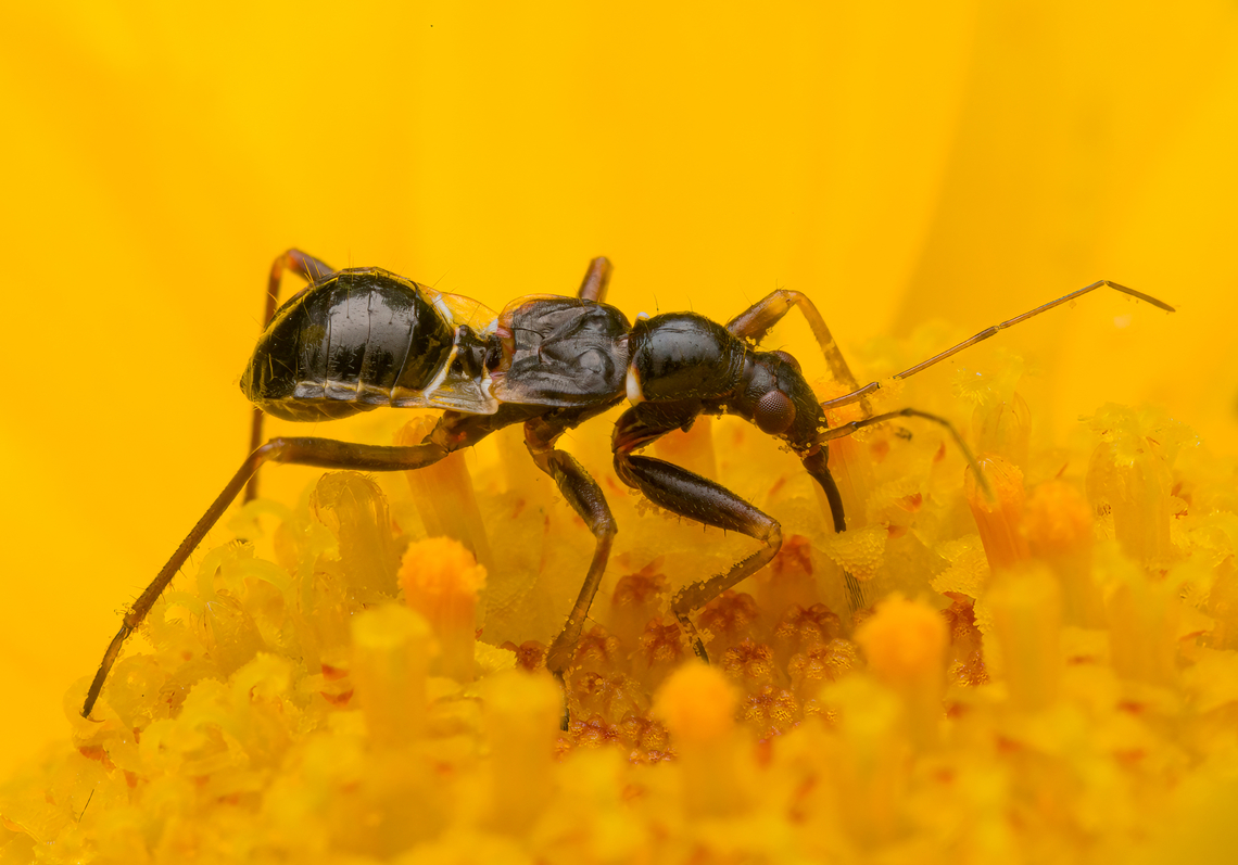 Himacerus mirmicoides, Heesch, Netherlands Some interesting facts about this species:<br />
<br />
It&#039;s mimicking the thin waist of an ant by having transparent parts on the abdomen, creating an optical illusion. It probably mimics ants to avoid predation.<br />
<br />
In terms of behavior, it always seems to be digging into the core of flowers, suggesting it&#039;s feeding on plant juice or nectar. In reality, it&#039;s trying to stir up thrips, triggering them to come up. Similar to how birds thumb on a lawn to get rain worms to come up.<br />
<figure class="photo"><a href="https://www.jungledragon.com/image/163094/himacerus_mirmicoides_heesch_netherlands.html" title="Himacerus mirmicoides, Heesch, Netherlands"><img src="https://s3.amazonaws.com/media.jungledragon.com/images/2/163094_thumb.jpg?AWSAccessKeyId=05GMT0V3GWVNE7GGM1R2&Expires=1759968010&Signature=MXWrhO9bQh7mnRwU5qJYxX%2Bd1nM%3D" width="200" height="134" alt="Himacerus mirmicoides, Heesch, Netherlands Some interesting facts about this species:<br />
<br />
It&#039;s mimicking the thin waist of an ant by having transparent parts on the abdomen, creating an optical illusion. It probably mimics ants to avoid predation.<br />
<br />
In terms of behavior, it always seems to be digging into the core of flowers, suggesting it&#039;s feeding on plant juice or nectar. In reality, it&#039;s trying to stir up thrips, triggering them to come up. Similar to how birds thumb on a lawn to get rain worms to come up.<br />
https://www.jungledragon.com/image/163093/himacerus_mirmicoides_heesch_netherlands.html Ant Damselbug,Heesch,Himacerus mirmicoides,Netherlands" /></a></figure> Ant Damselbug,Heesch,Himacerus mirmicoides,Netherlands