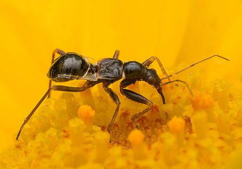 Himacerus mirmicoides, Heesch, Netherlands Some interesting facts about this species:

It's mimicking the thin waist of an ant by having transparent parts on the abdomen, creating an optical illusion. It probably mimics ants to avoid predation.

In terms of behavior, it always seems to be digging into the core of flowers, suggesting it's feeding on plant juice or nectar. In reality, it's trying to stir up thrips, triggering them to come up. Similar to how birds thumb on a lawn to get rain worms to come up.
https://www.jungledragon.com/image/163094/himacerus_mirmicoides_heesch_netherlands.html Ant Damselbug,Heesch,Himacerus mirmicoides,Netherlands