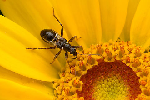 Himacerus mirmicoides, Heesch, Netherlands Some interesting facts about this species:

It's mimicking the thin waist of an ant by having transparent parts on the abdomen, creating an optical illusion. It probably mimics ants to avoid predation.

In terms of behavior, it always seems to be digging into the core of flowers, suggesting it's feeding on plant juice or nectar. In reality, it's trying to stir up thrips, triggering them to come up. Similar to how birds thumb on a lawn to get rain worms to come up.
https://www.jungledragon.com/image/163093/himacerus_mirmicoides_heesch_netherlands.html Ant Damselbug,Heesch,Himacerus mirmicoides,Netherlands