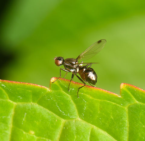 Sepsis punctum, Heesch, Netherlands Really tiny, erratic and hard to capture. I first though it was an ant running on a leaf. This species is in the Sepsidae, which in English means "Black Scavenger Flies" but in Dutch is called "Wink flies or wave flies". This is due to their behavior of constantly flapping their wings even when not in flight.
https://www.jungledragon.com/image/163096/sepsis_punctum_heesch_netherlands.html Heesch,Netherlands,Sepsis  punctum,Sepsis punctum