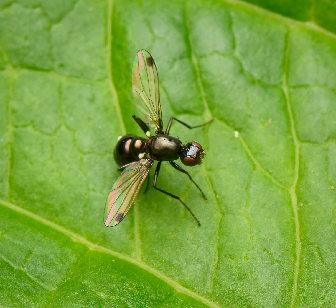 Sepsis punctum, Heesch, Netherlands Really tiny, erratic and hard to capture. I first though it was an ant running on a leaf. This species is in the Sepsidae, which in English means "Black Scavenger Flies" but in Dutch is called "Wink flies or wave flies". This is due to their behavior of constantly flapping their wings even when not in flight.<br />
<figure class="photo"><a href="https://www.jungledragon.com/image/163095/sepsis_punctum_heesch_netherlands.html" title="Sepsis punctum, Heesch, Netherlands"><img src="https://s3.amazonaws.com/media.jungledragon.com/images/2/163095_thumb.jpg?AWSAccessKeyId=05GMT0V3GWVNE7GGM1R2&Expires=1769040010&Signature=dDbrmi%2FiChtWaHktRxERen3daQw%3D" width="200" height="196" alt="Sepsis punctum, Heesch, Netherlands Really tiny, erratic and hard to capture. I first though it was an ant running on a leaf. This species is in the Sepsidae, which in English means "Black Scavenger Flies" but in Dutch is called "Wink flies or wave flies". This is due to their behavior of constantly flapping their wings even when not in flight.<br />
https://www.jungledragon.com/image/163096/sepsis_punctum_heesch_netherlands.html Heesch,Netherlands,Sepsis  punctum,Sepsis punctum" /></a></figure> Heesch,Netherlands,Sepsis  punctum,Sepsis punctum