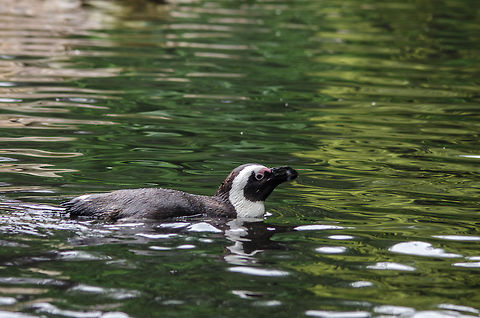 African/Jackass penguin gliding through water, Epe Zoo  African Penguin,Epe,Europe,Geotagged,Netherlands,Spheniscus demersus,The Netherlands,Wissel