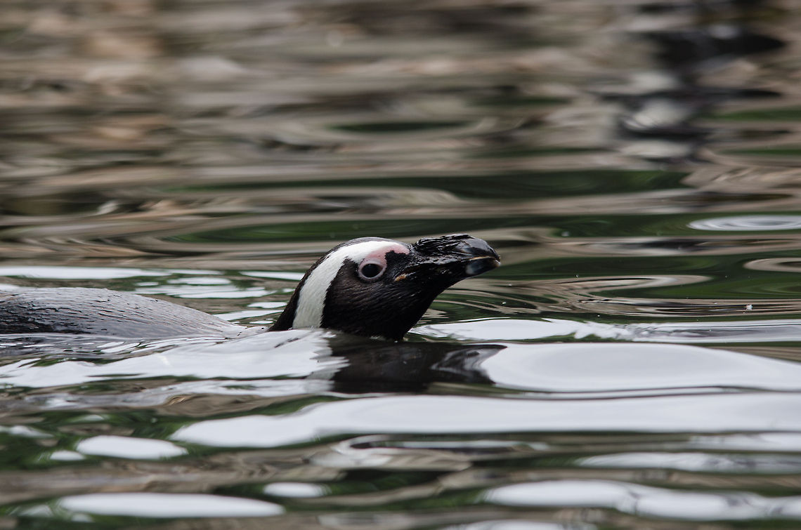 African/Jackass penguin gliding through water - closeup, Epe Zoo  African Penguin,Epe,Europe,Geotagged,Netherlands,Spheniscus demersus,The Netherlands,Wissel