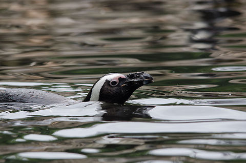 African/Jackass penguin gliding through water - closeup, Epe Zoo  African Penguin,Epe,Europe,Geotagged,Netherlands,Spheniscus demersus,The Netherlands,Wissel