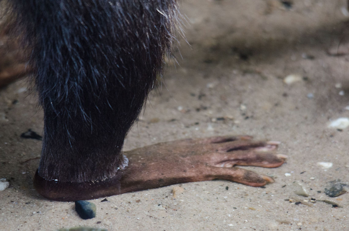 Crab-eating Raccoon giant foot - Epe zoo As you can see, a Crab-eating Raccoon is significantly different from a normal raccoon. It has shorter fur to deal with hot climates, it is far more shy, but notably it has large feet and hands that it uses to touch and investigate potential food. Crab-eating Raccoon,Epe,Europe,Geotagged,Netherlands,Procyon cancrivorus,The Netherlands,Wissel