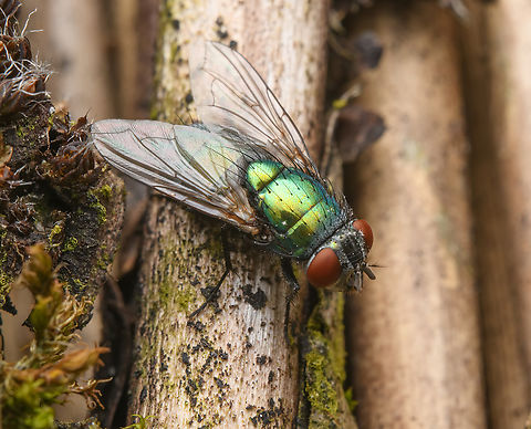 Lucilia sericata, Heesch, Netherlands  Common Greenbottle Fly,Heesch,Lucilia sericata,Netherlands