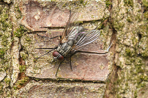 Helina evecta, Heesh, Netherlands Looks like a common housefly but has a significantly different abdomen.  Heesch,Helina evecta,Netherlands