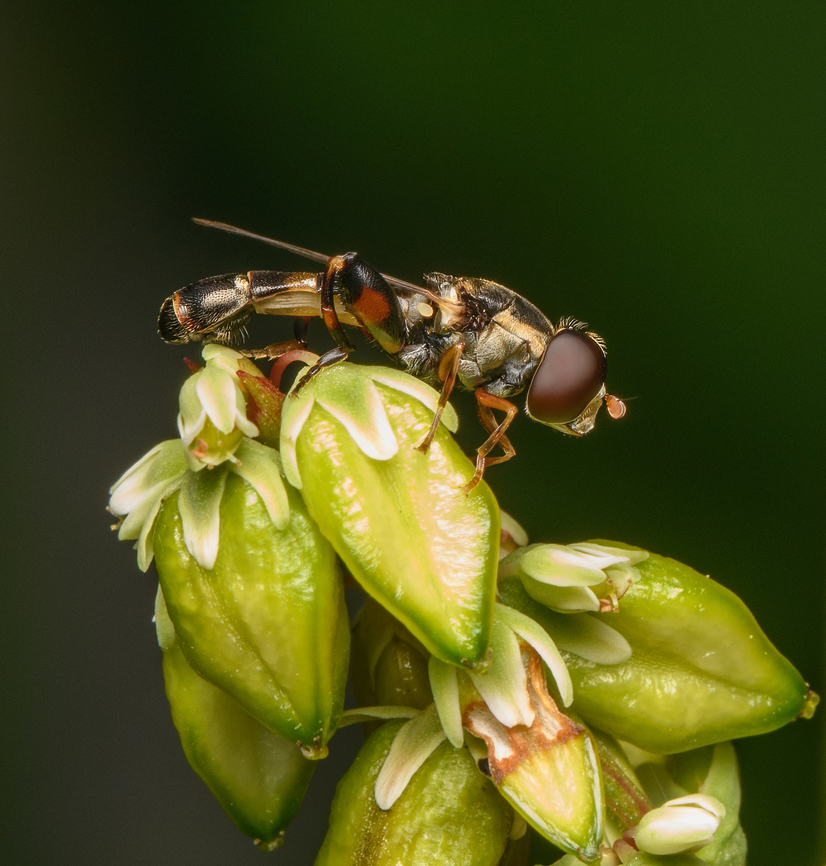 Syritta pipiens, Heesch, Netherlands The thick hind-legs clearly visible from this angle. Heesch,Netherlands,Syritta pipiens,Thick-legged hoverfly