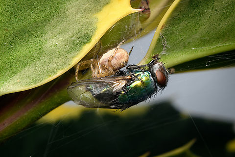 Lucilia sericata in cog web, Heesch, Netherlands I will not mourn for this casualty. During summer, green bottle flies are plague-like in numbers as they're attracted to outdoor trash cans. Common European Greenbottle Fly,Heesch,Lucilia sericata,Netherlands
