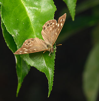 Speckled wood, Heeswijk-Dinther, Netherlands  Europe,Heeswijk-Dinther,Netherlands,Pararge aegeria,Speckled wood,World