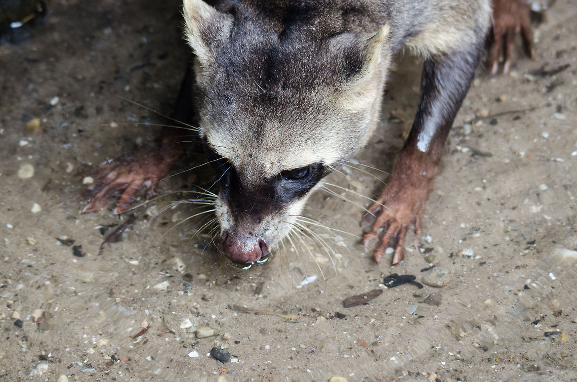 Crab-eating Raccoon scanning for food  Crab-eating Raccoon,Epe,Europe,Geotagged,Netherlands,Procyon cancrivorus,The Netherlands,Wissel