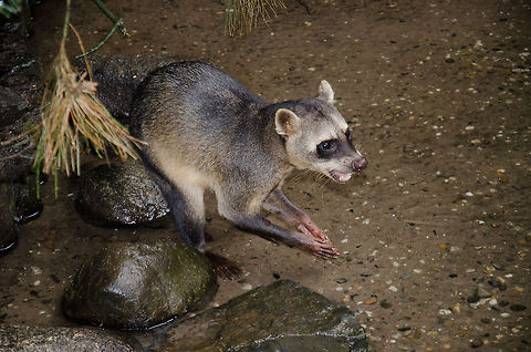 Crab-eating Raccoon investigating food  Crab-eating Raccoon,Europe,Netherlands,Procyon cancrivorus,Wissel