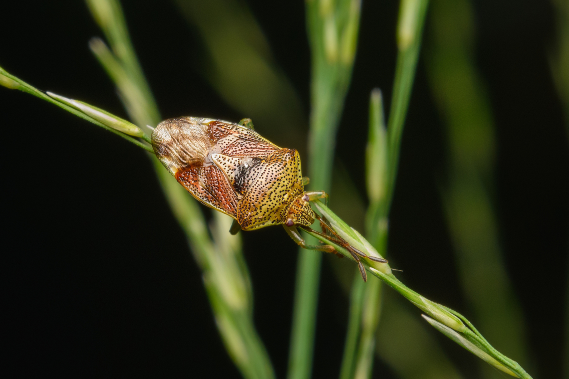 Elasmucha grisea, Heeswijk-Dinther, Netherlandns  Elasmucha grisea,Europe,Heeswijk-Dinther,Netherlands,Parent bug,World