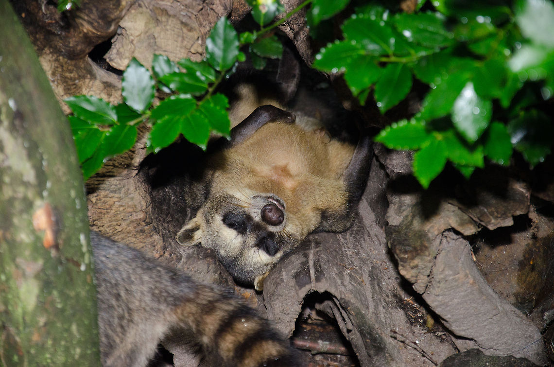 Crab-eating Raccoon sleeping - Epe zoo  Crab-eating Raccoon,Europe,Netherlands,Procyon cancrivorus,Wissel