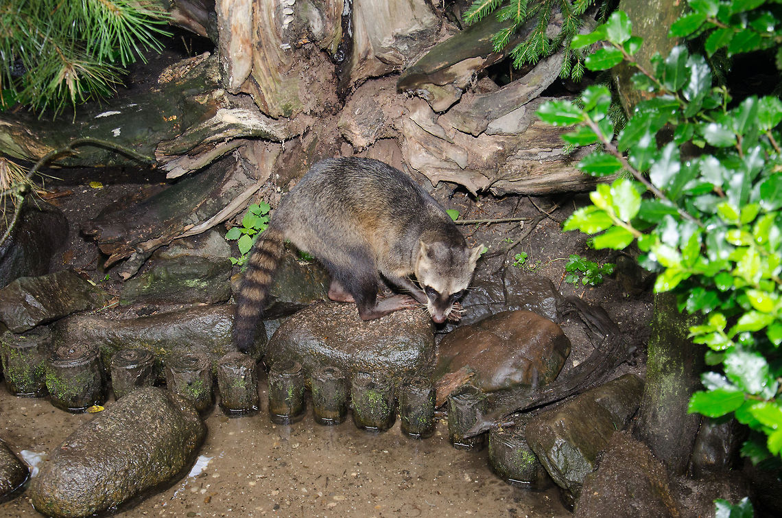 Crab-eating Raccoon full body view - Epe zoo  Crab-eating Raccoon,Europe,Netherlands,Procyon cancrivorus,Wissel
