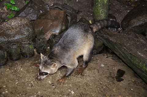 Crab-eating Raccoon full body view 2 - Epe zoo  Crab-eating Raccoon,Europe,Netherlands,Procyon cancrivorus,Wissel