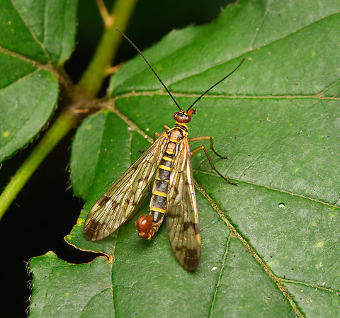 Panorpa cognata, Heeswijk-Dinther, Netherlands Male. Europe,Heeswijk-Dinther,Netherlands,Panorpa cognata,World
