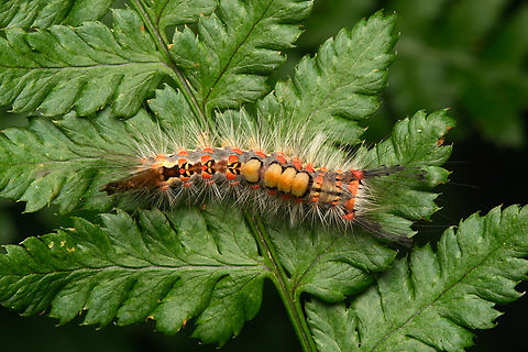 Orgyia antiqua, Heeswijk-Dinther, Netherlands  Europe,Heeswijk-Dinther,Netherlands,Orgyia antiqua,Rusty tussock moth,World