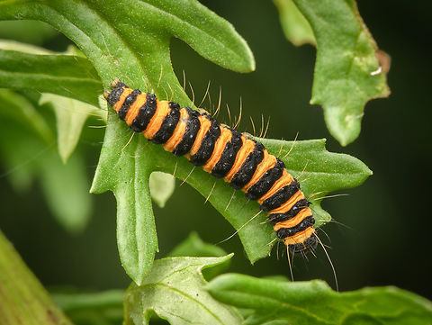 Tyria jacobaeae, Heeswijk-Dinther, Netherlands The larvae of this species appears in great numbers (300 per nest), have a ferocious appetite and are not predated upon. As a result, most die from starvation because they consumed all supply. Some may even turn to cannibalism. Cinnabar moth,Europe,Heeswijk-Dinther,Netherlands,Tyria jacobaeae,World