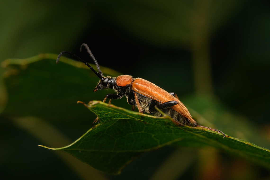 Stictoleptura rubra, Heeswijk-Dinther, Netherlands  Europe,Heeswijk-Dinther,Netherlands,Red-brown Longhorn Beetle,Stictoleptura rubra,World