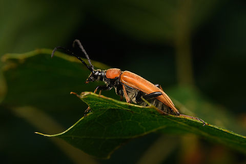 Stictoleptura rubra, Heeswijk-Dinther, Netherlands  Europe,Heeswijk-Dinther,Netherlands,Red-brown Longhorn Beetle,Stictoleptura rubra,World