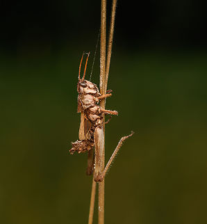 Entomophaga grylli, Heeswijk-Dinther, Netherlands This unfortunate grasshopper likely was infected by Entomophaga grylli. Its last act is to force the grasshopper to climb to a high position so that spores can rain down and cause new infections. Entomophaga  grylli,Entomophaga grylli,Europe,Heeswijk-Dinther,Netherlands,World