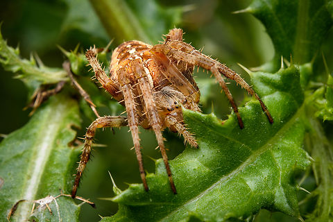 Araneus diadematus, Heeswijk-Dinther, Netherlands  Araneus diadematus,Cross Orbweaver,Europe,Heeswijk-Dinther,Netherlands,World
