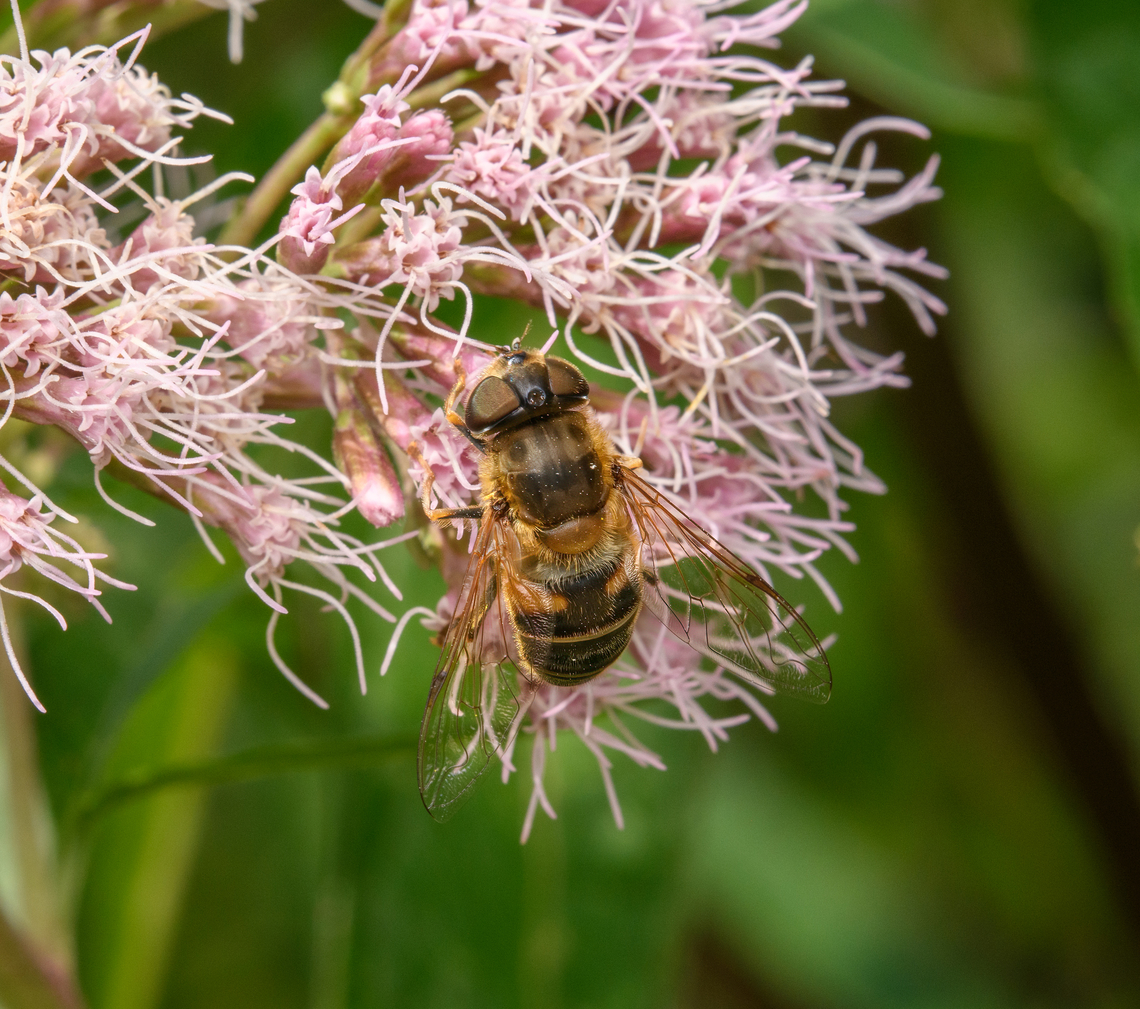 Eristalis pertinax, Heeswijk-Dinther, Netherlands  Eristalis pertinax,Europe,Heeswijk-Dinther,Netherlands,Tapered Drone Fly,World