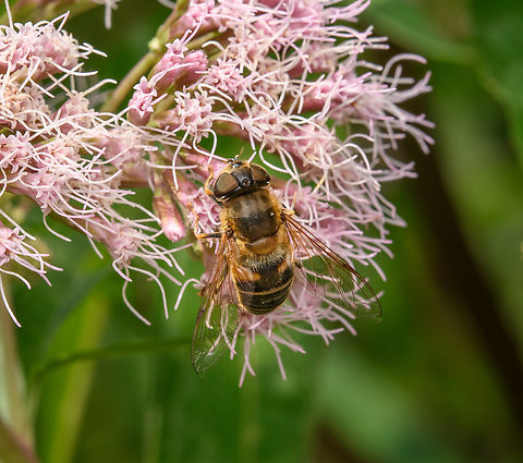 Eristalis pertinax, Heeswijk-Dinther, Netherlands  Eristalis pertinax,Europe,Heeswijk-Dinther,Netherlands,Tapered Drone Fly,World