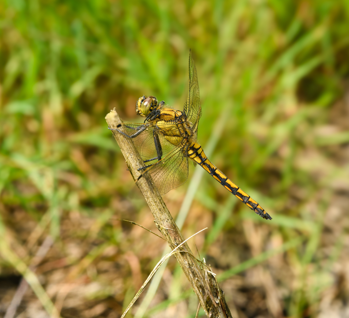 Orthetrum cancellatum, Heeswijk-Dinther, Netherlands Immature male. Thank you @RMFelix for the correction. Black-tailed skimmer,Europe,Heeswijk-Dinther,Netherlands,Orthetrum cancellatum,World