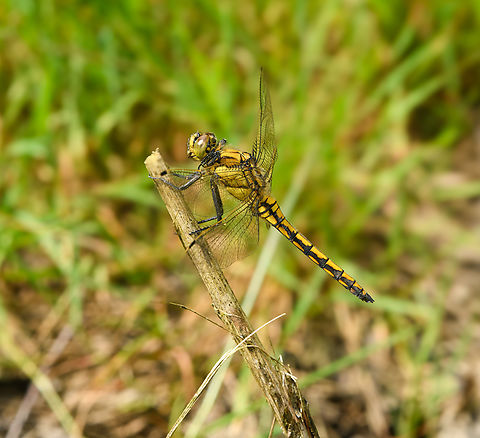 Orthetrum cancellatum, Heeswijk-Dinther, Netherlands Immature male. Thank you @RMFelix for the correction. Black-tailed skimmer,Europe,Heeswijk-Dinther,Netherlands,Orthetrum cancellatum,World