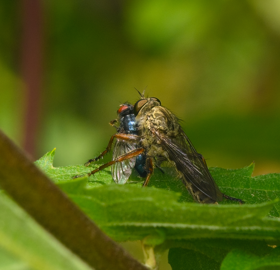 Robber fly predating a blue blowfly, Heeswijk-Dinther, Netherlands Deep crop, so limited quality. Europe,Heeswijk-Dinther,Netherlands,World