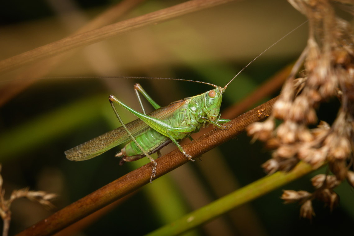 Conocephalus fuscus, Heeswijk-Dinther, Netherlands  Conocephalus fuscus,Europe,Heeswijk-Dinther,Netherlands,World
