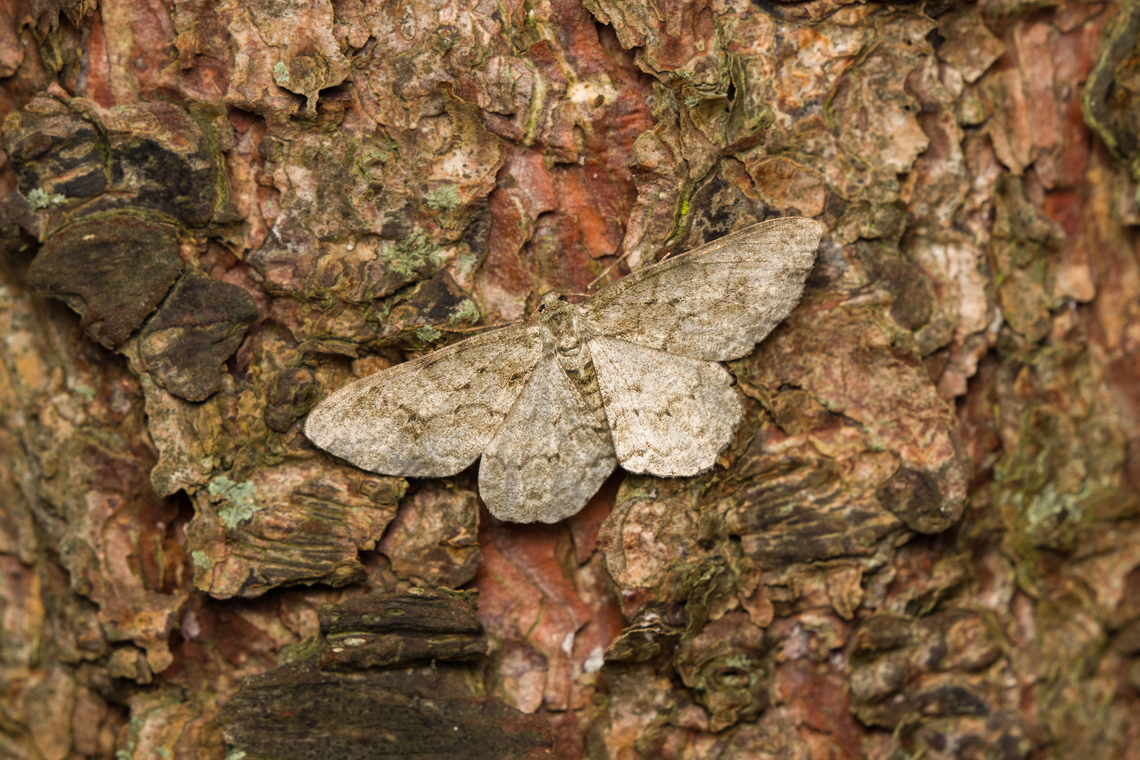 Ectropis crepuscularia, Heeswijk-Dinther, Netherlands  Ectropis crepuscularia,Europe,Heeswijk-Dinther,Netherlands,Small Engrailed,World