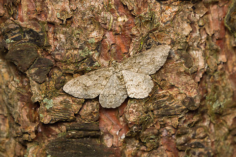 Ectropis crepuscularia, Heeswijk-Dinther, Netherlands  Ectropis crepuscularia,Europe,Heeswijk-Dinther,Netherlands,Small Engrailed,World