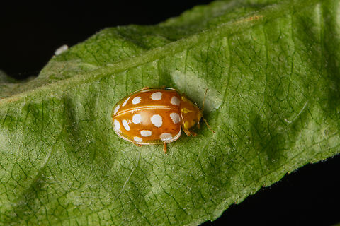 Halyzia sedecimguttata, Heeswijk-Dinther, Netherlands In case you have difficulty pronouncing the binomial name, I can offer the Dutch common name: meeldauwlieveheersbeestje. Europe,Halyzia sedecimguttata,Heeswijk-Dinther,Netherlands,Orange Ladybird,World