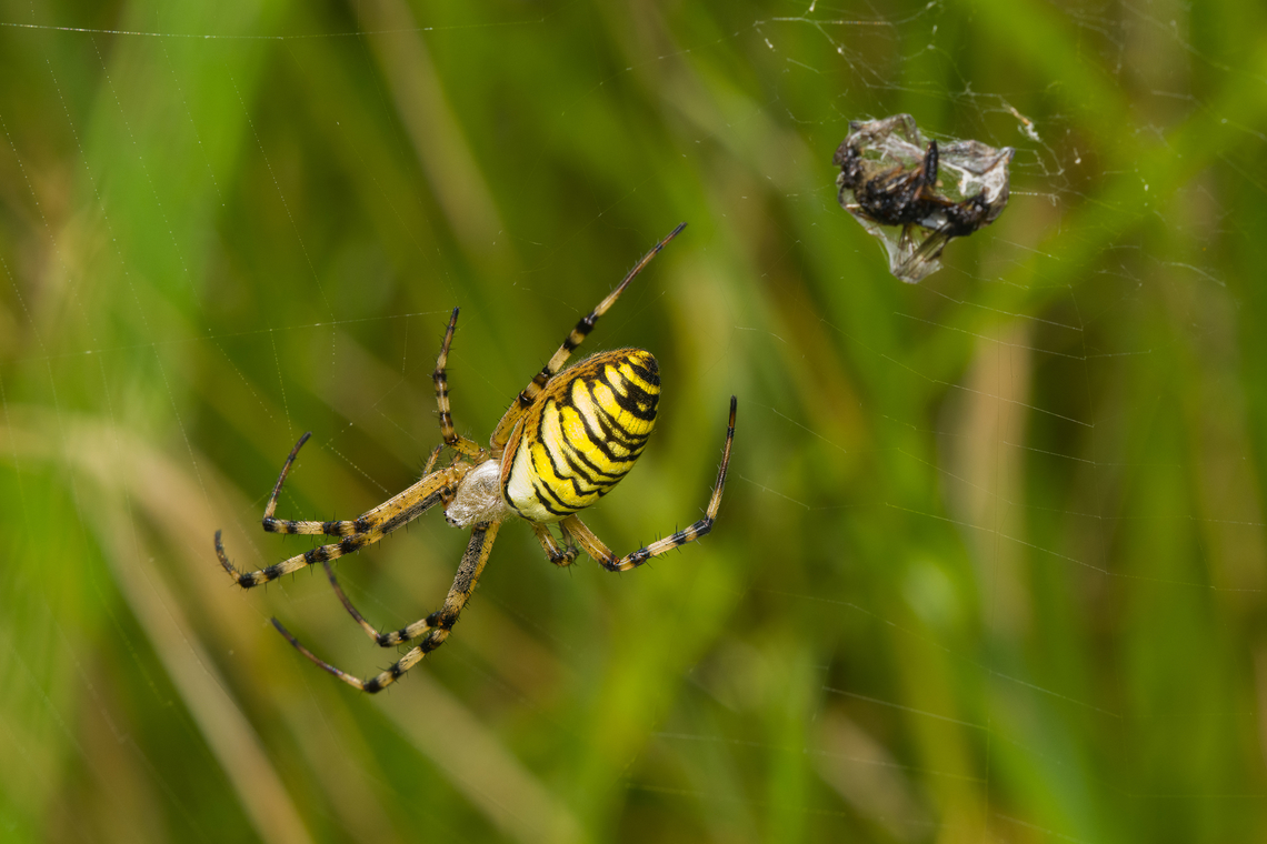 Argiope bruennichi, Heeswijk-Dinther, Netherlands  Argiope bruennichi,Europe,Heeswijk-Dinther,Netherlands,Wasp spider,World