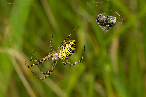 Argiope bruennichi, Heeswijk-Dinther, Netherlands  Argiope bruennichi,Europe,Heeswijk-Dinther,Netherlands,Wasp spider,World