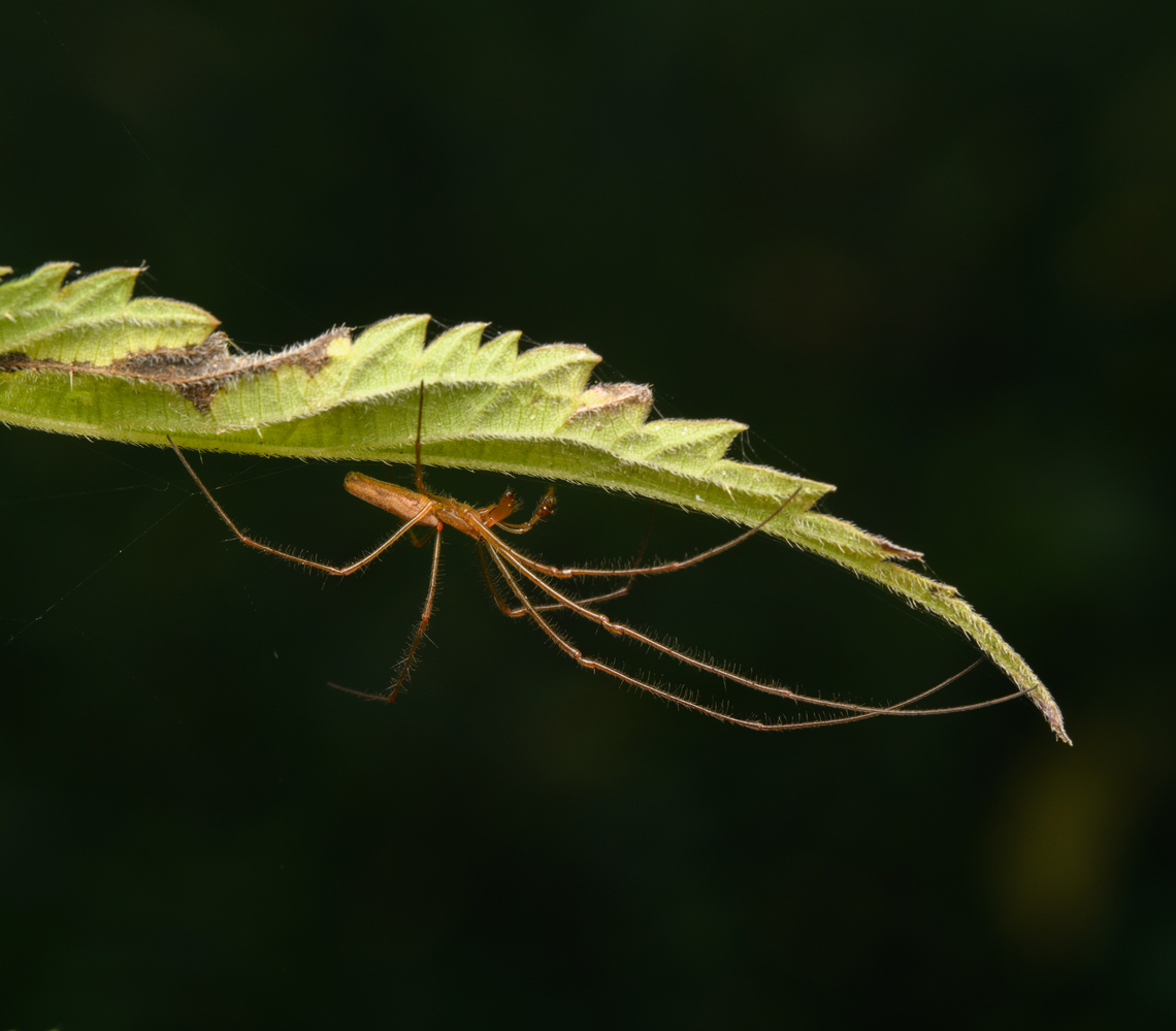 Tetragnatha extensa, Heeswijk-Dinther, Netherlands  Europe,Heeswijk-Dinther,Netherlands,Tetragnatha extensa,World