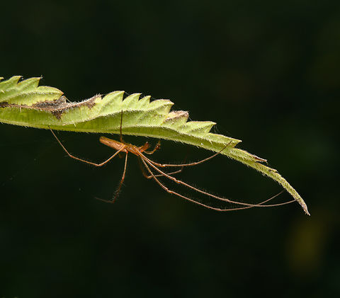 Tetragnatha extensa, Heeswijk-Dinther, Netherlands  Europe,Heeswijk-Dinther,Netherlands,Tetragnatha extensa,World