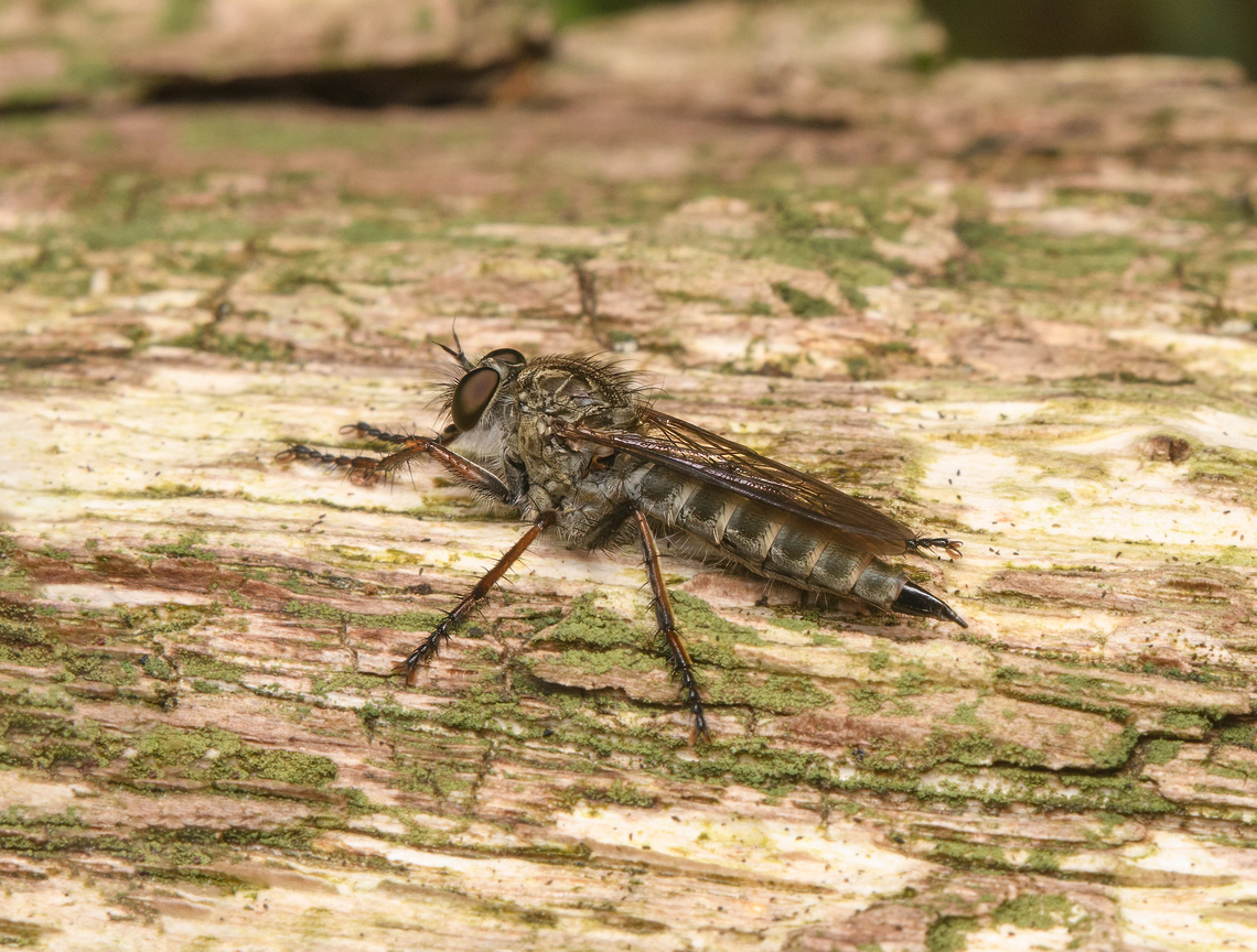 Machimus atricapillus, Heeswijk-Dinther, Netherlands <figure class="photo"><a href="https://www.jungledragon.com/image/163646/machimus_atricapillus_-_frontal_heeswijk-dinther_netherlands.html" title="Machimus atricapillus - frontal, Heeswijk-Dinther, Netherlands"><img src="https://s3.amazonaws.com/media.jungledragon.com/images/2/163646_thumb.jpg?AWSAccessKeyId=05GMT0V3GWVNE7GGM1R2&Expires=1763596810&Signature=Gr7qgrxHEXh0R6LFGWCKDPbm%2BO0%3D" width="148" height="152" alt="Machimus atricapillus - frontal, Heeswijk-Dinther, Netherlands https://www.jungledragon.com/image/163645/machimus_atricapillus_heeswijk-dinther_netherlands.html Europe,Heeswijk-Dinther,Kite-tailed Robberfly,Machimus atricapillus,Netherlands,World" /></a></figure> Europe,Heeswijk-Dinther,Machimus atricapillus,Netherlands,World