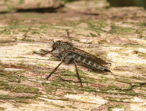 Machimus atricapillus, Heeswijk-Dinther, Netherlands https://www.jungledragon.com/image/163646/machimus_atricapillus_-_frontal_heeswijk-dinther_netherlands.html Europe,Heeswijk-Dinther,Machimus atricapillus,Netherlands,World