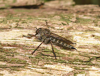 Machimus atricapillus, Heeswijk-Dinther, Netherlands https://www.jungledragon.com/image/163646/machimus_atricapillus_-_frontal_heeswijk-dinther_netherlands.html Europe,Heeswijk-Dinther,Machimus atricapillus,Netherlands,World